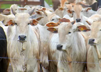 Preço da arroba do boi começa agosto em queda e chega a R$ 258 em Rondônia