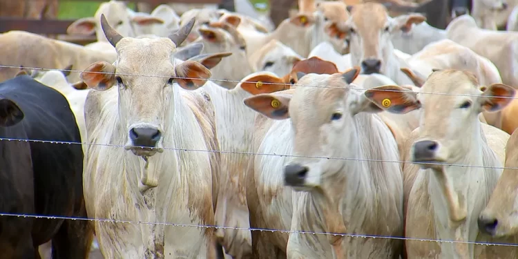Preço da arroba do boi começa agosto em queda e chega a R$ 258 em Rondônia