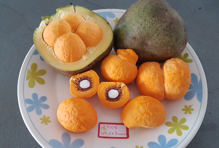 Pequi sem espinhos / Foto Divulgação Embrapa 