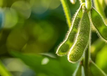 Produtores em Mato Grosso começam a planejar safra 2023/24 de soja convencional