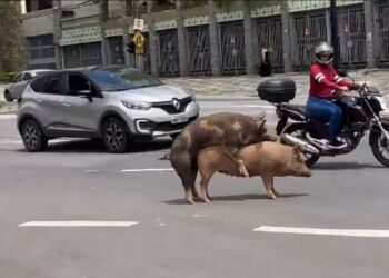 Casal de porcos viraliza fazendo amor  em via pública na região centro-sul de BH; VÍDEO