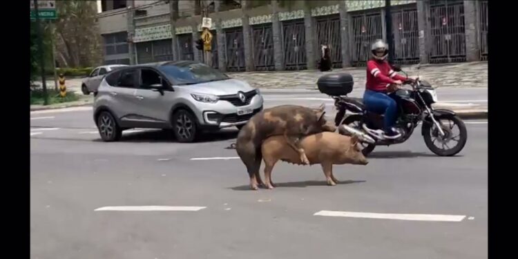 Casal de porcos viraliza fazendo amor  em via pública na região centro-sul de BH; VÍDEO