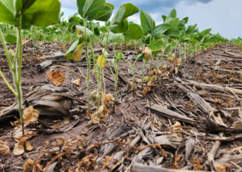 Mato Grosso; Falta de chuva e altas temperaturas causam preocupação aos produtores rurais