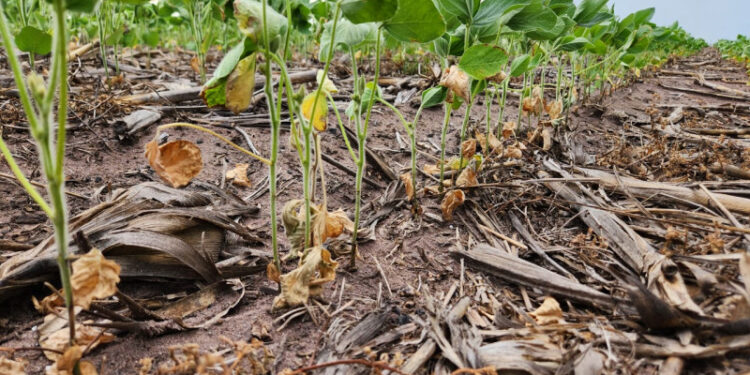 Mato Grosso; Falta de chuva e altas temperaturas causam preocupação aos produtores rurais