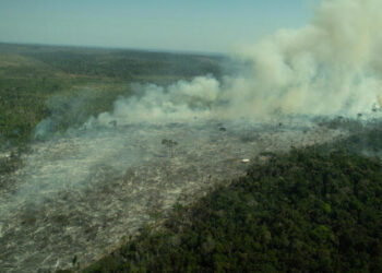 Destruição da Amazônia vira caso no tribunal penal na Holanda