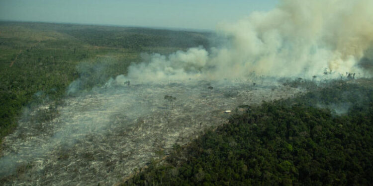 Destruição da Amazônia vira caso no tribunal penal na Holanda