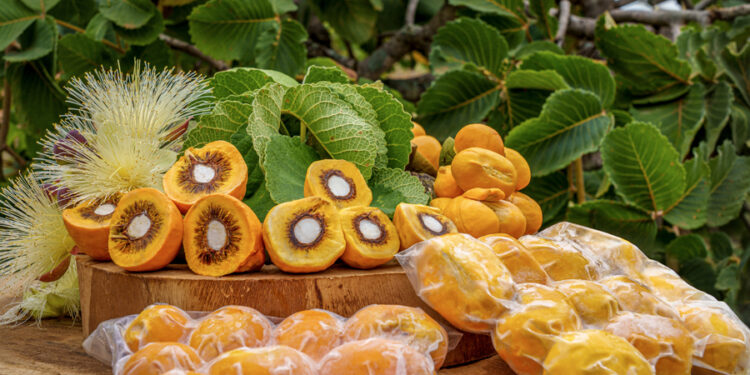 Embrapa lança cultivares de pequi sem espinhos após 25 anos de estudo