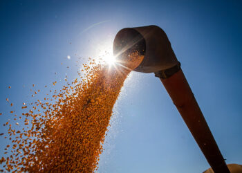 China está de olho na sanidade do milho brasileiro