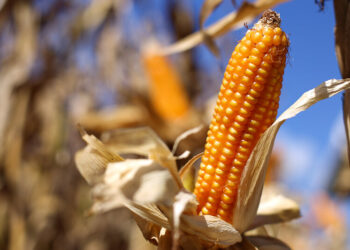Bloqueio nas rodovias e recuo externo prejudicam mercado do milho