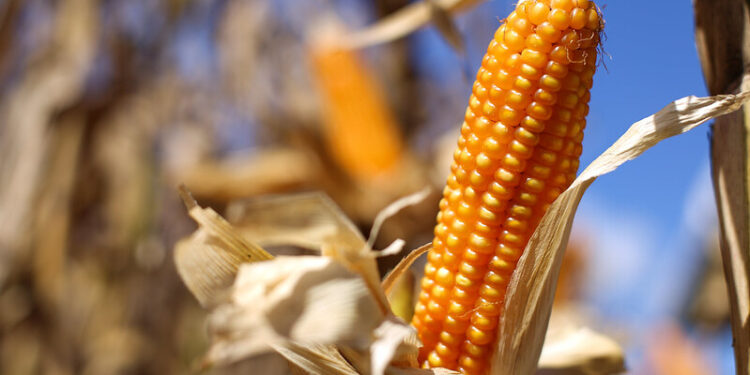 Bloqueio nas rodovias e recuo externo prejudicam mercado do milho