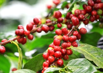 Faemg promove Semana do Café em BH