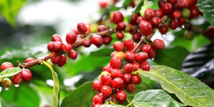 Faemg promove Semana do Café em BH