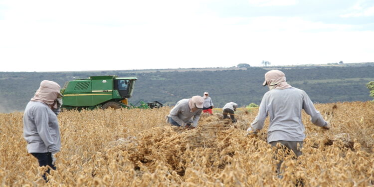 Número de trabalhadores no agro já supera índice pré-pandemia