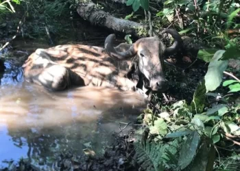 A vaca foi pro  brejo em Uberaba