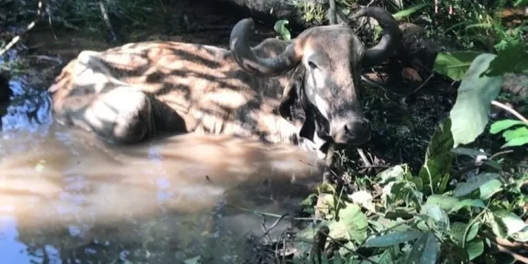 A vaca foi pro  brejo em Uberaba