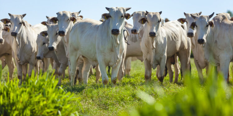 PIB da agropecuária cai 0,9% no 3º trimestre em relação ao anterior
