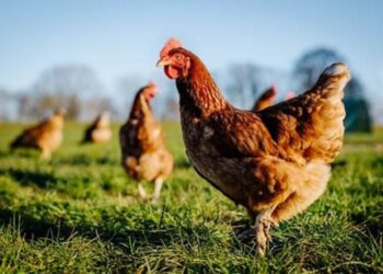 Brasil reforça medidas de prevenção da influenza aviária