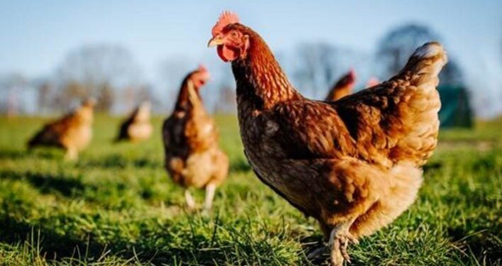 Brasil reforça medidas de prevenção da influenza aviária