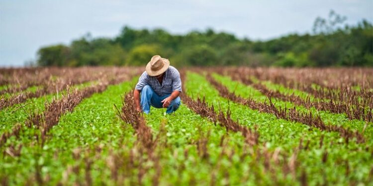 Desembolso do crédito rural chega a R$ 174.9 bilhões .
