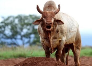 Vaqueiro morre após ser atacado por touro em Minas Gerais