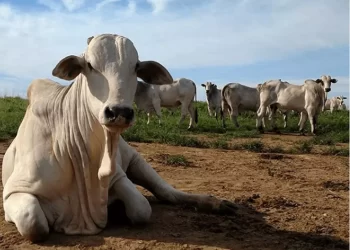 Negociação com a China sobre carne bovina está na reta final, diz ministro