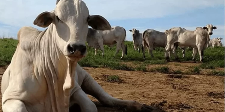 Negociação com a China sobre carne bovina está na reta final, diz ministro