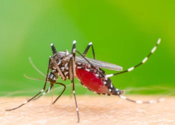 Dengue mata uma pessoa por dia em Minas Gerais e casos da doença só aumentam