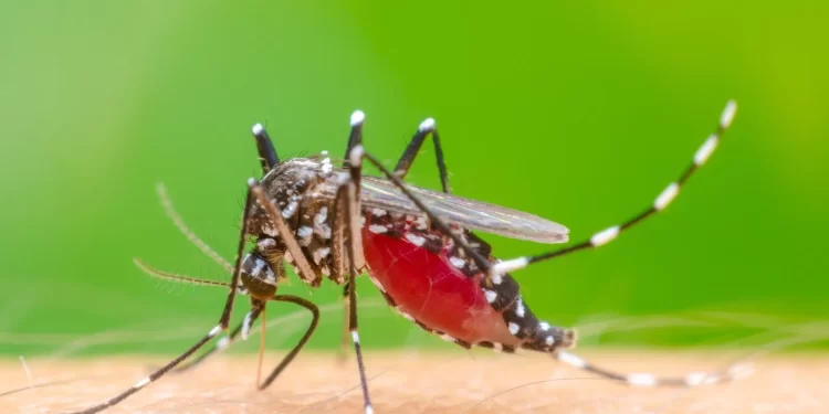 Dengue mata uma pessoa por dia em Minas Gerais e casos da doença só aumentam