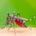 Dengue mata uma pessoa por dia em Minas Gerais e casos da doença só aumentam