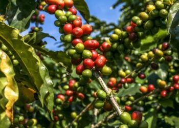 Exportações do agro mineiro alcançam US$ 1,8 bilhão no primeiro bimestre do ano