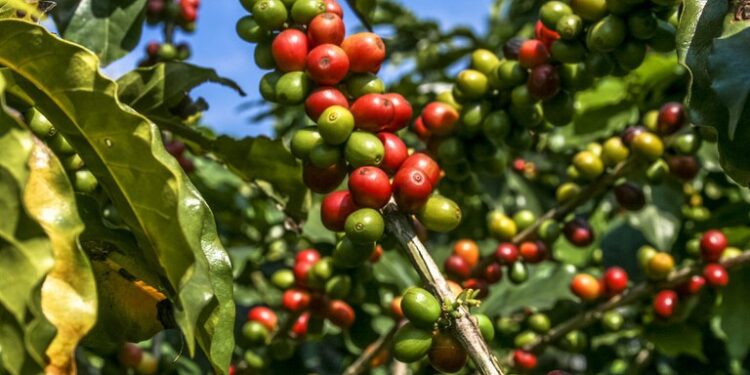 Exportações do agro mineiro alcançam US$ 1,8 bilhão no primeiro bimestre do ano