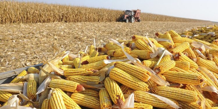 Milho verão 2022/23: colheita no Paraná atinge 99% da área