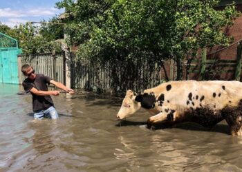 Ucrânia: inundação mata mais de 200 animais em zoológico, diz representante