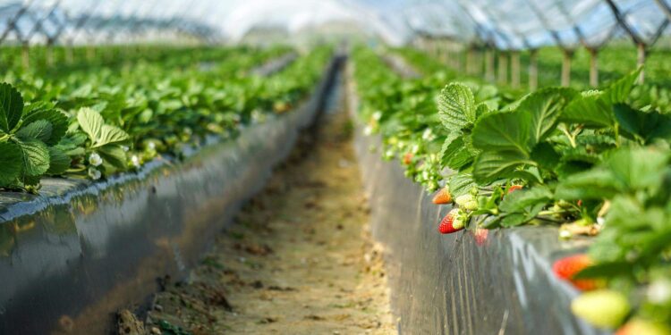 Portuguesa morre esmagada  por caminhão em plantação agrícola em França