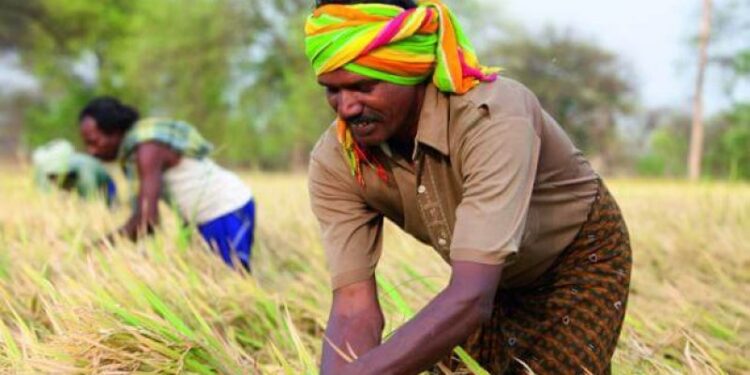Índia suspende exportações de arroz e causa preocupação com inflação dos alimentos no mundo