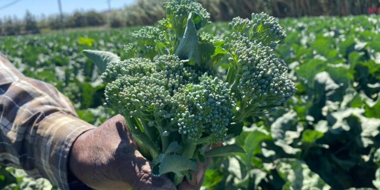 Bimi: não são brócolis nem couves, mas Portugal já é o terceiro maior produtor da Europa