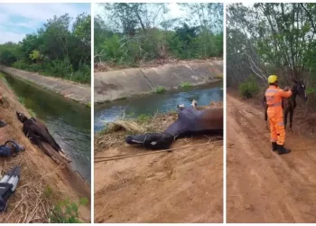 Cavalo prestes a se afogar é salvo por bombeiros em Nova Porteirinha