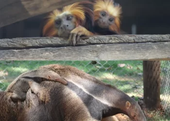 Filhotes de tamanduá-bandeira e de mico-leão-de-cara-dourada nascem no Zoológico de BH