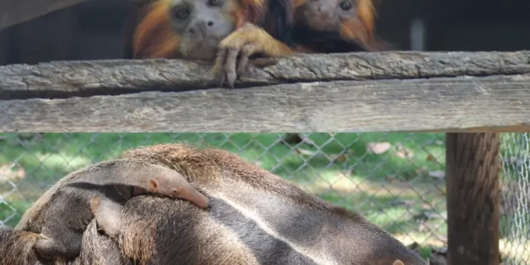 Filhotes de tamanduá-bandeira e de mico-leão-de-cara-dourada nascem no Zoológico de BH