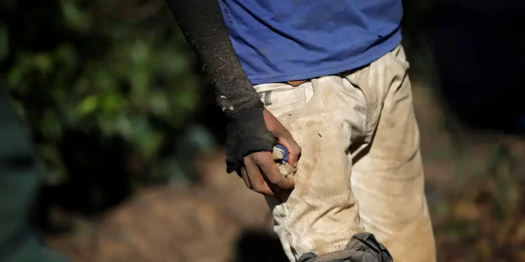 Trabalho escravo: MG continua líder em número de pessoas resgatadas