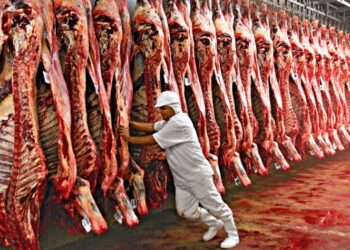 Exportações de carne bovina fecham em queda 2023, diz ABRAFRIGO