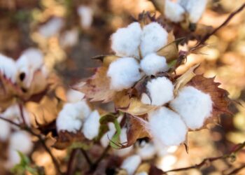 Gigante varejista aposta em algodão sustentável de Mato Grosso