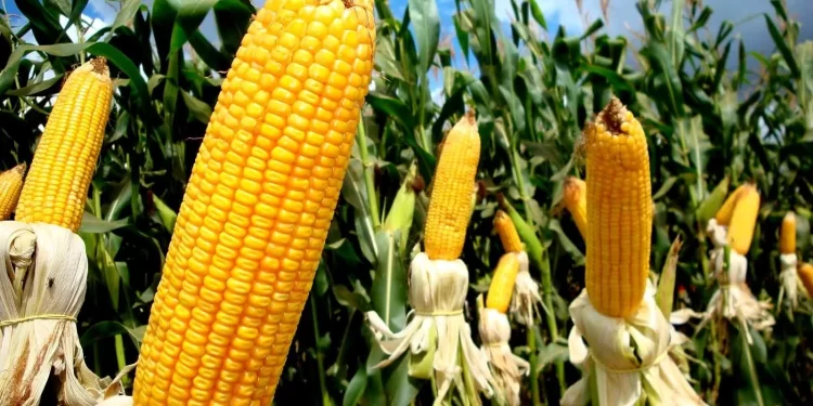 Previsão do IBGE indica redução na safra de milho no Brasil em 2024