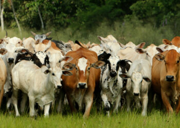 Mapa reconhece Minas Gerais como livre de febre aftosa sem vacinação