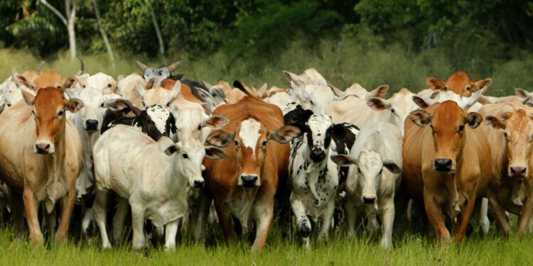 Mapa reconhece Minas Gerais como livre de febre aftosa sem vacinação