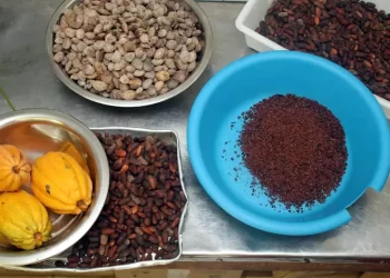 Páscoa com gosto de Amazônia: conheça os chocolates selvagens da Ilha do Combu que Macron levou para França