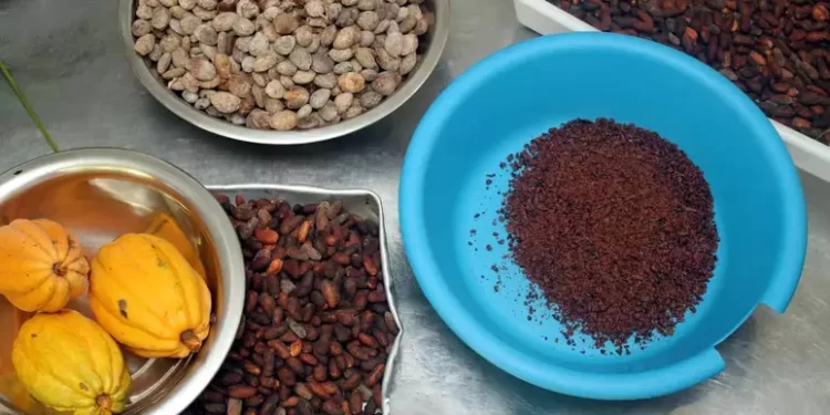 Páscoa com gosto de Amazônia: conheça os chocolates selvagens da Ilha do Combu que Macron levou para França