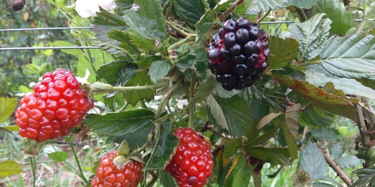 Amora preta diversifica produção agropecuária no Sul de Minas