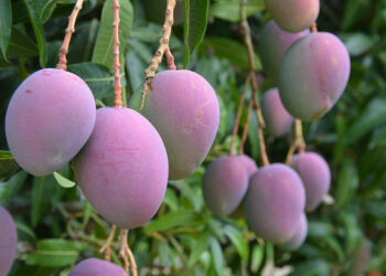 Brasil bate recorde de receita e exportação com manga produzida no Nordeste