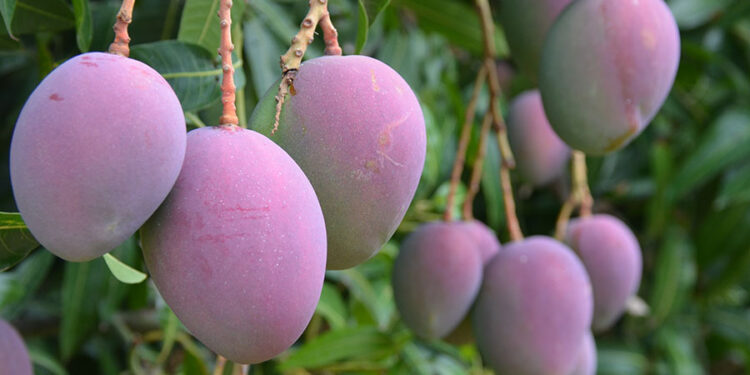 Brasil bate recorde de receita e exportação com manga produzida no Nordeste